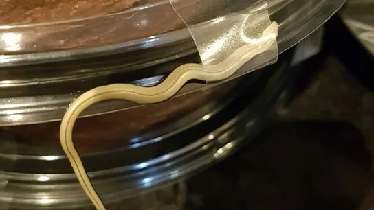 El reptil en la tarta El reptil en la tarta