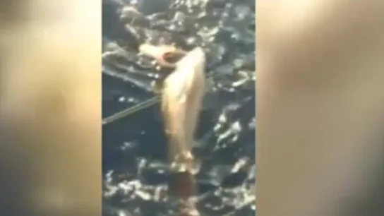 Un marinero salva a una ballena Un marinero salva a una ballena