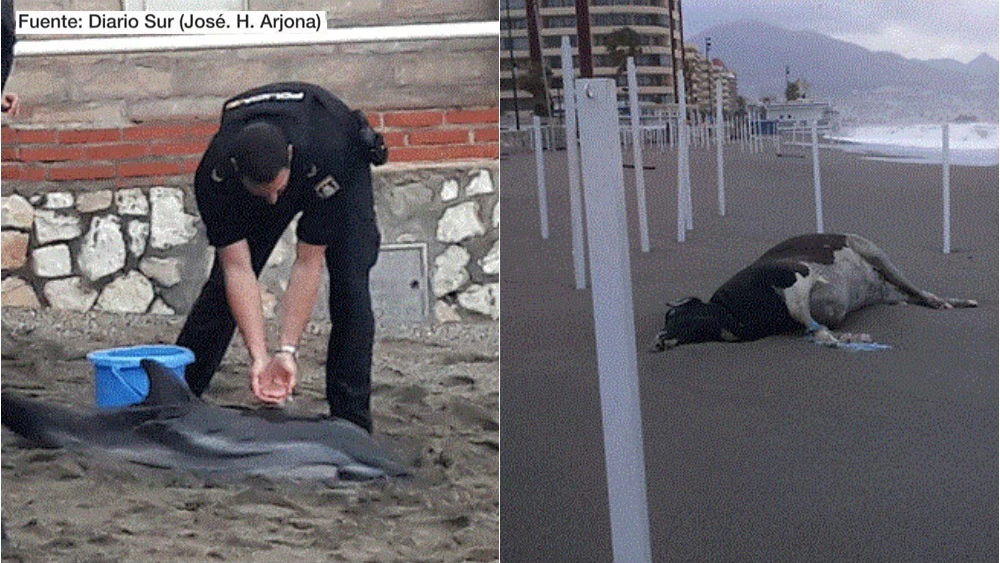 Los cuerpos de una vaca y un delfín varados en la arena: la imagen que deja el peor temporal desde hace 22 años en Málaga Los cuerpos de una vaca y un delfín varados en la arena: la imagen que deja el peor temporal desde hace 22 años en Málaga