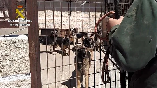 Intervienen una instalación con 59 perros en pésimas condiciones higiénico-sanitarias Intervienen una instalación con 59 perros en pésimas condiciones higiénico-sanitarias