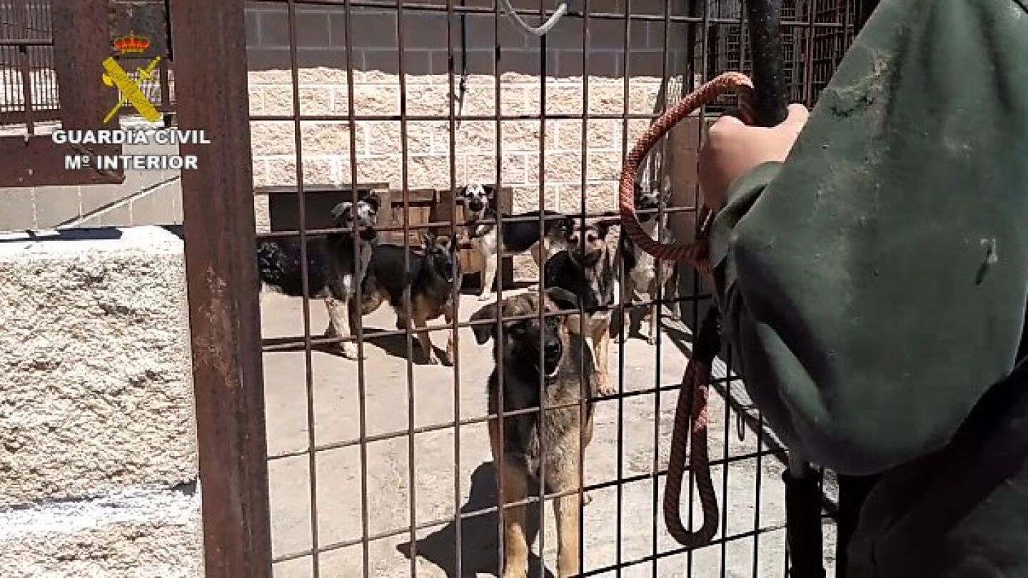 Intervienen una instalaci&oacute;n con 59 perros en p&eacute;simas condiciones higi&eacute;nico-sanitarias
