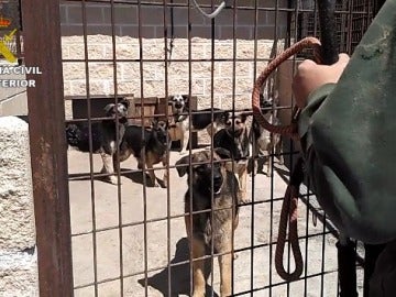 Intervienen una instalación con 59 perros en pésimas condiciones higiénico-sanitarias Intervienen una instalación con 59 perros en pésimas condiciones higiénico-sanitarias