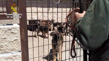 Intervienen una instalación con 59 perros en pésimas condiciones higiénico-sanitarias
