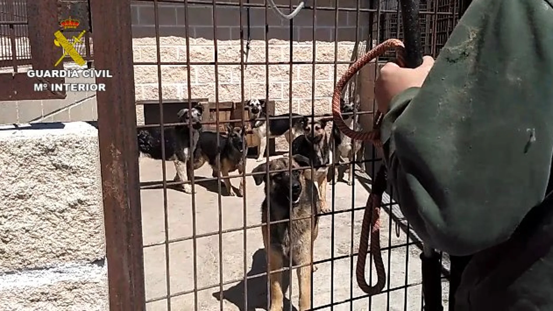 Intervienen una instalación con 59 perros en pésimas condiciones higiénico-sanitarias
