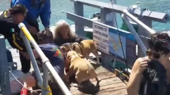 La agresión de los perros al hombre La agresión de los perros al hombre