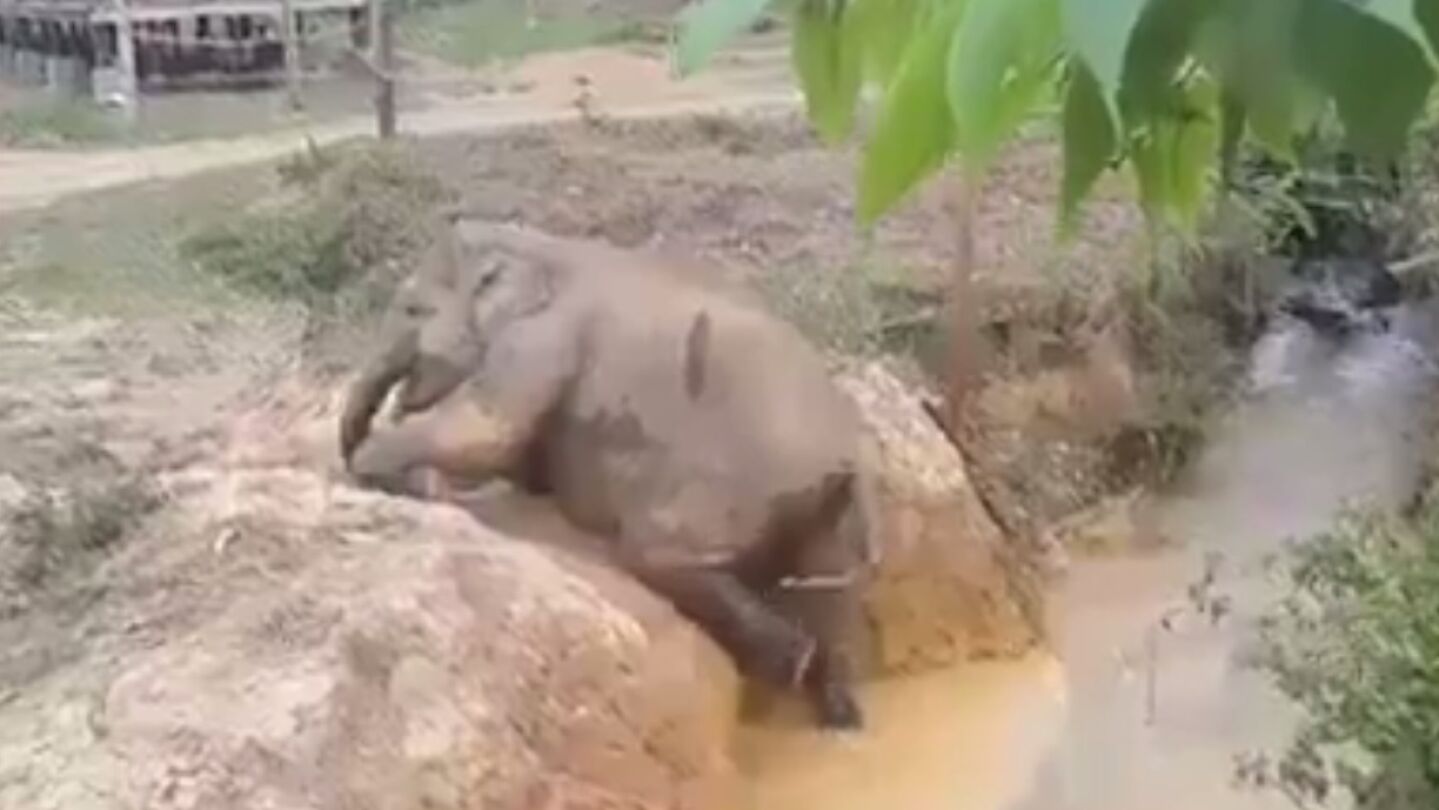La cr&iacute;a de elefante intentando salir del arroyo 