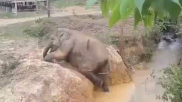 La cría de elefante intentando salir del arroyo 