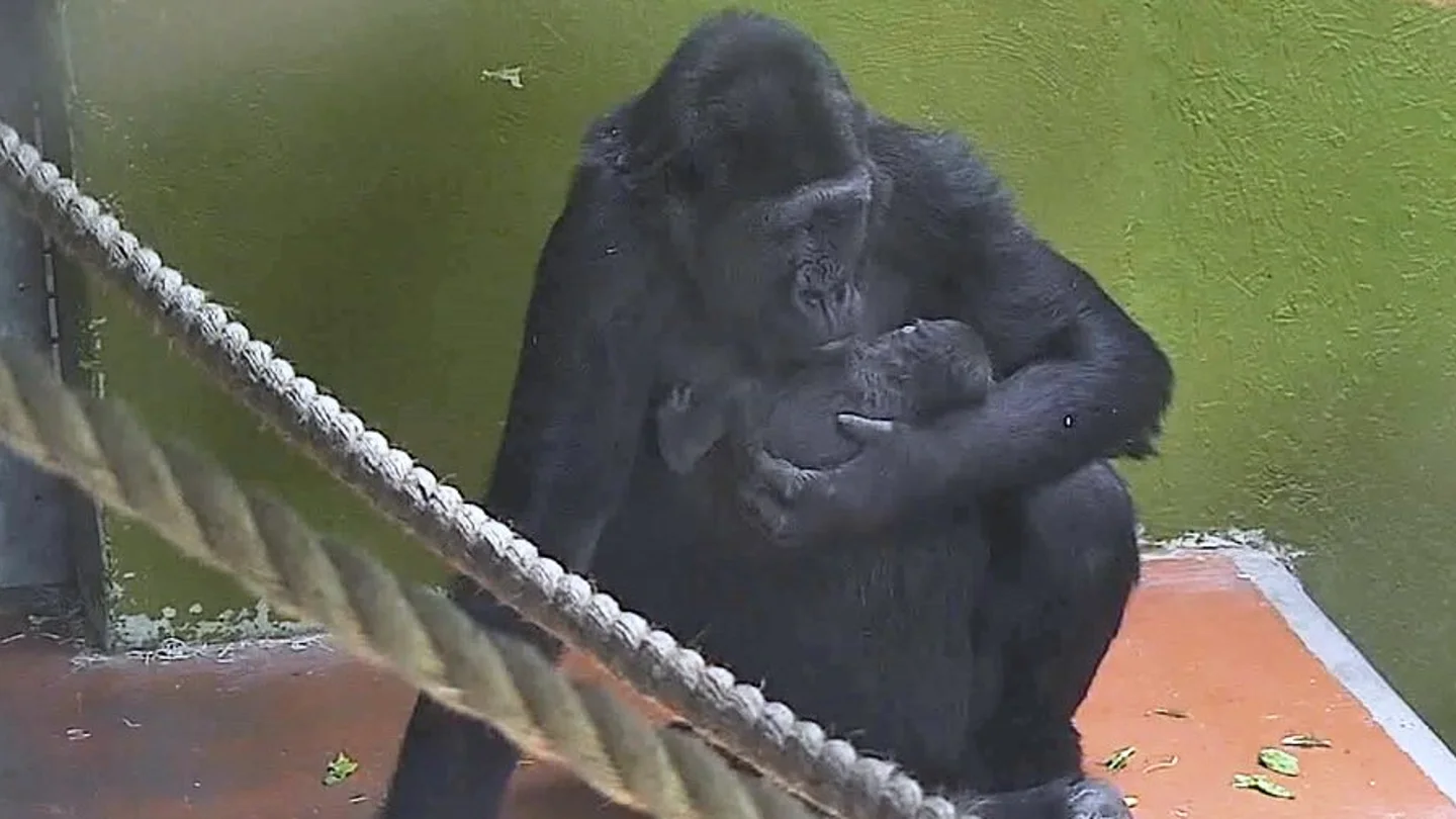Nace un gorila en peligro de extinción en un zoo de Reino Unido Nace un gorila en peligro de extinción en un zoo de Reino Unido