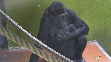 Nace un gorila en peligro de extinción en un zoo de Reino Unido