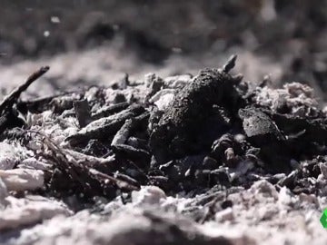 Frame 10.038896 de: El proyecto 'Ashes to life' pretende fabricar jabones ecológicos con las cenizas de los bosques quemados Frame 10.038896 de: El proyecto 'Ashes to life' pretende fabricar jabones ecológicos con las cenizas de los bosques quemados