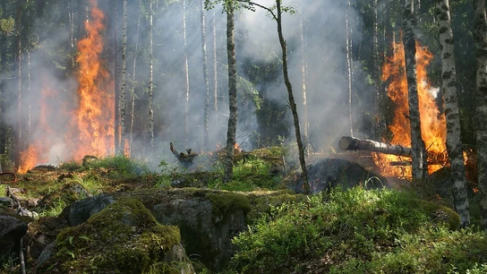 SEO/BirdLife alerta de las consecuencias medioambientales provocadas por los incendios en la cornisa cantábrica Incendio en Asturias
