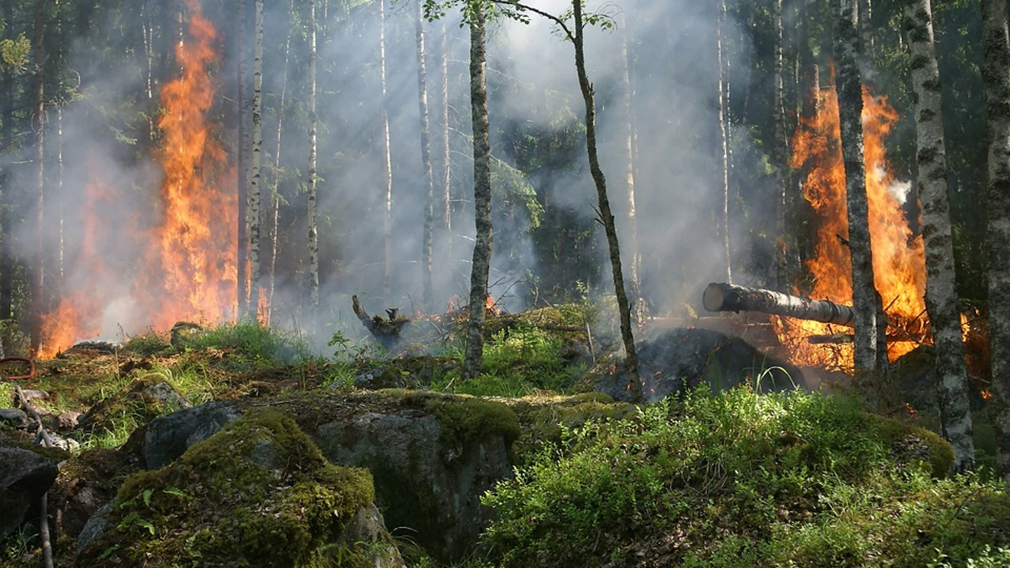 SEO/BirdLife alerta de las consecuencias medioambientales provocadas por los incendios en la cornisa cantábrica Incendio en Asturias