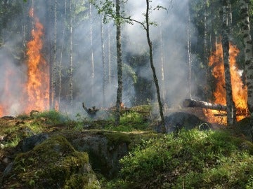 SEO/BirdLife alerta de las consecuencias medioambientales provocadas por los incendios en la cornisa cantábrica SEO/BirdLife alerta de las consecuencias medioambientales provocadas por los incendios en la cornisa cantábrica
