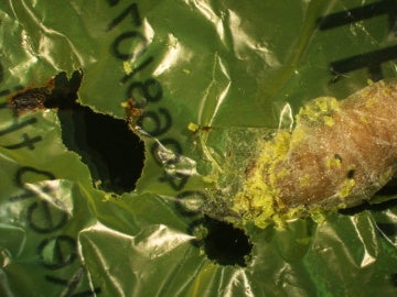 La oruga comeplastico que ayudara a salvar el medioambiente La oruga comeplastico que ayudara a salvar el medioambiente