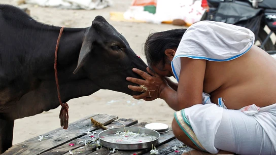 Las vacas son sagradas en la India Las vacas son sagradas en la India