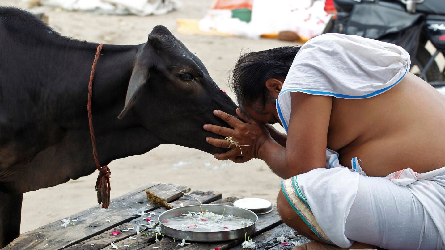 Las vacas son sagradas en la India