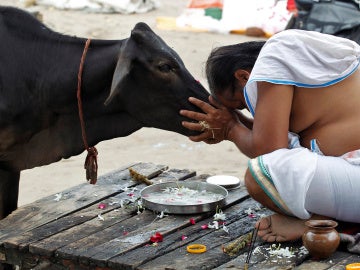 Las vacas son sagradas en la India Las vacas son sagradas en la India