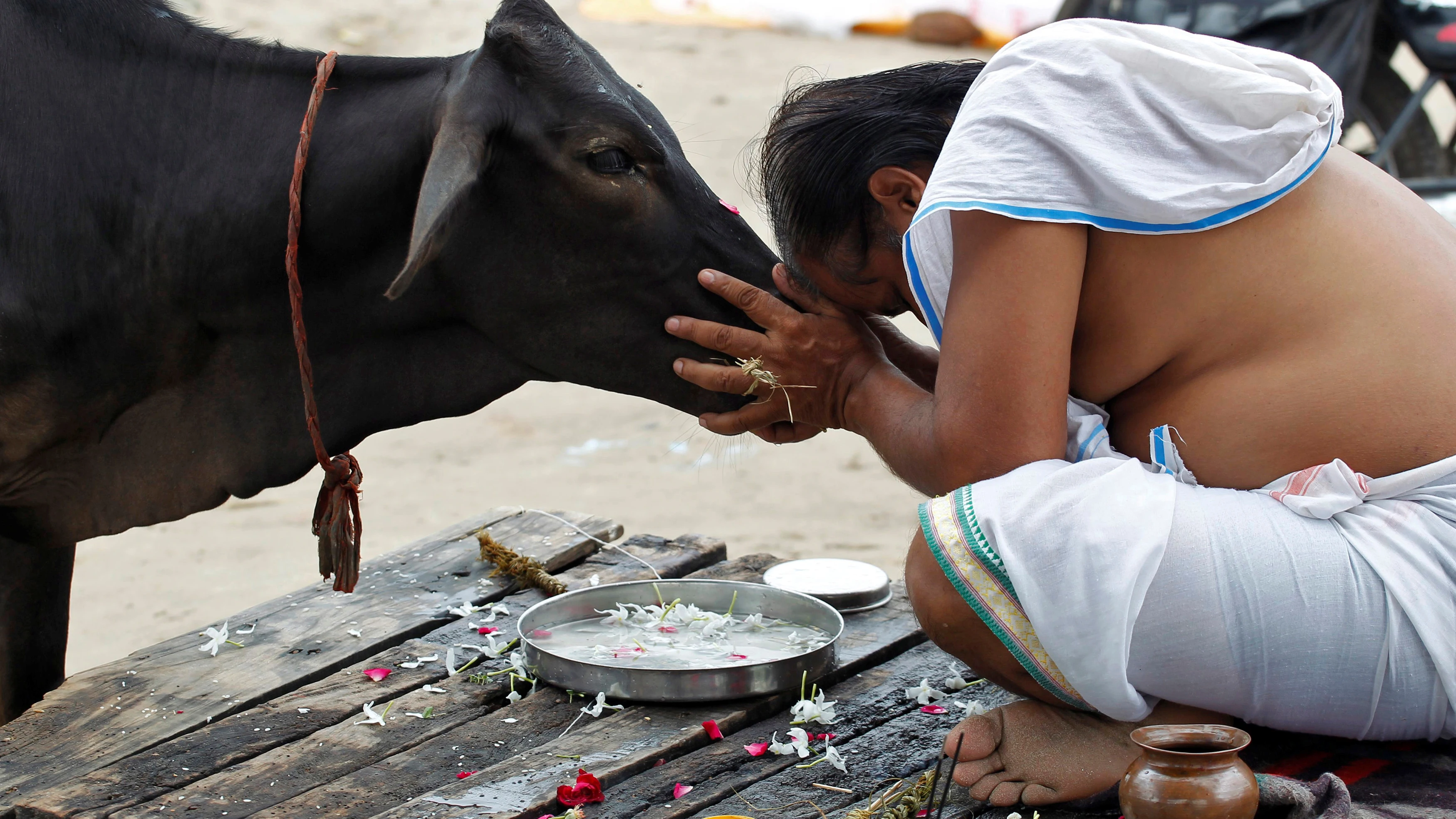 Las vacas son sagradas en la India Las vacas son sagradas en la India