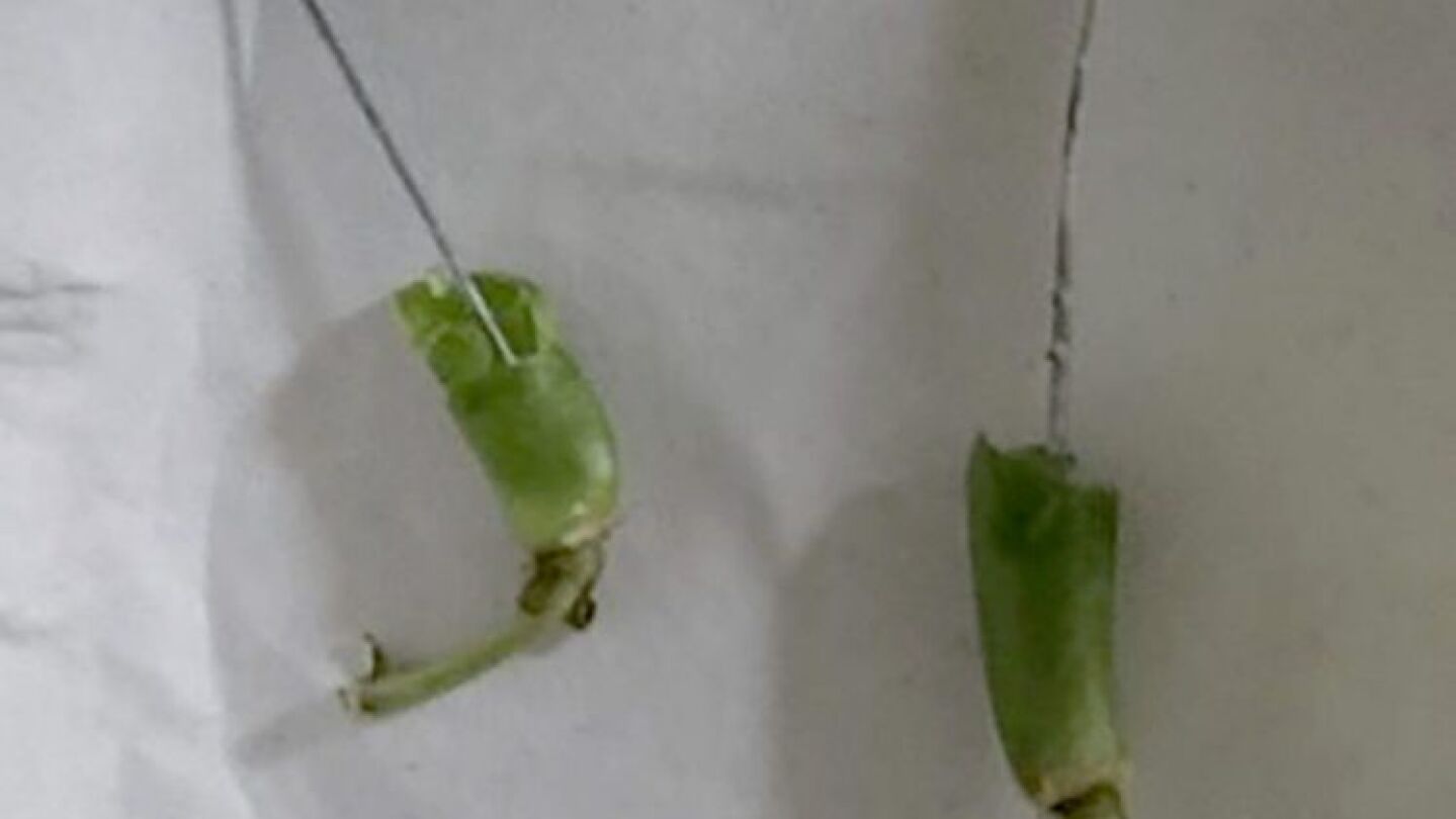Clavos de metal dentro de las jud&iacute;as verdes en Morrison