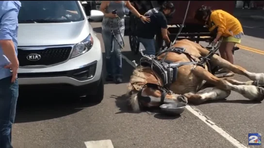 Un caballo desmayado Un caballo desmayado