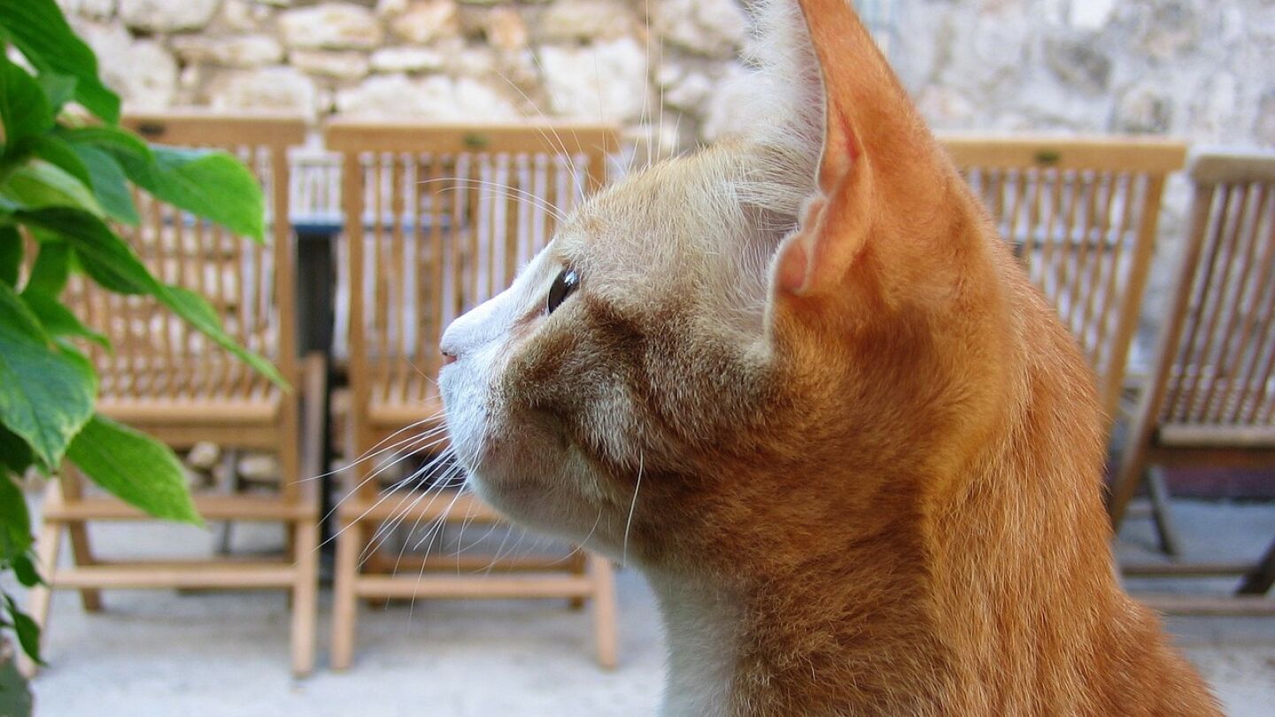 Gato