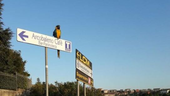 El loro que sol&iacute;a acompa&ntilde;ar a Scarponi en sus entrenamientos