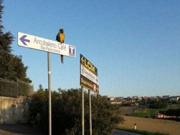 El loro que solía acompañar a Scarponi en sus entrenamientos El loro que solía acompañar a Scarponi en sus entrenamientos
