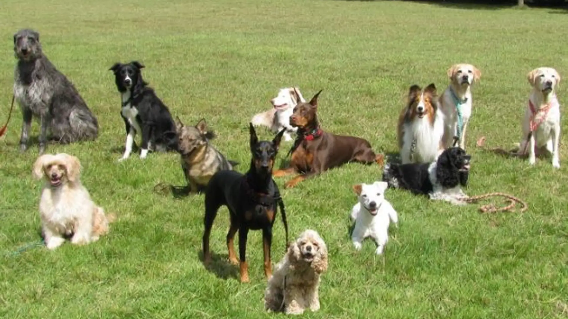 La localidad de Crevillent ha impulsado la creación de un registro de ADN canino para luchar contra los excrementos en la vía pública.