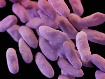 : Bacteria Neisseria gonorrhoeae causante de la gonorrea : Bacteria Neisseria gonorrhoeae causante de la gonorrea