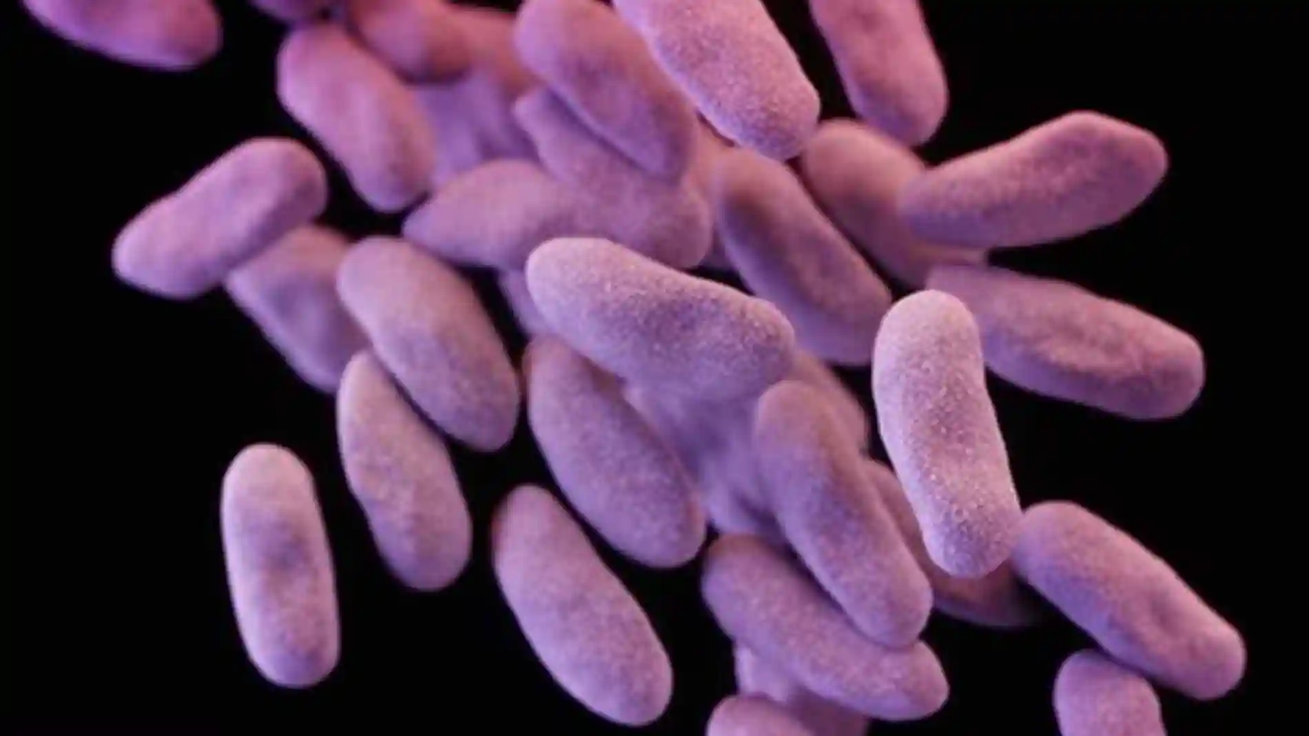 : Bacteria Neisseria gonorrhoeae causante de la gonorrea
