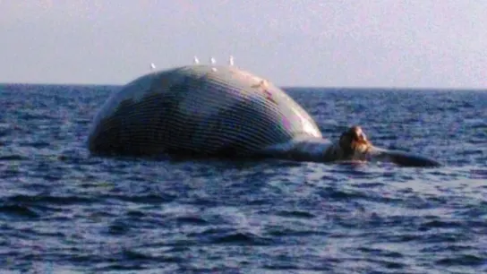Avistan una ballena muerta en la costa de Girona DE 24 METROS DE LARGOS