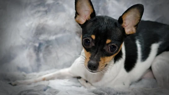 Imagen de archivo de un perro ratonero Imagen de archivo de un perro ratonero