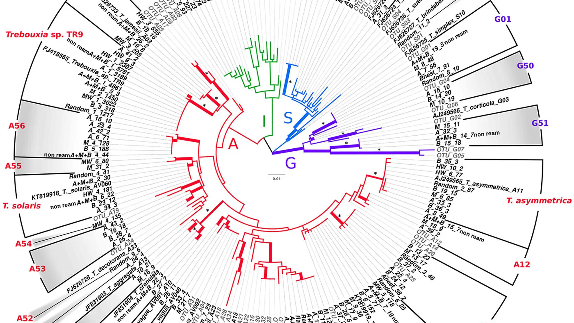 Inesperada diversidad de microalgas en el líquen Ramalina farinacea