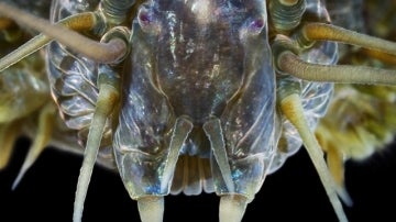 Un material inspirado en un gusano marino cambia segun el entorno