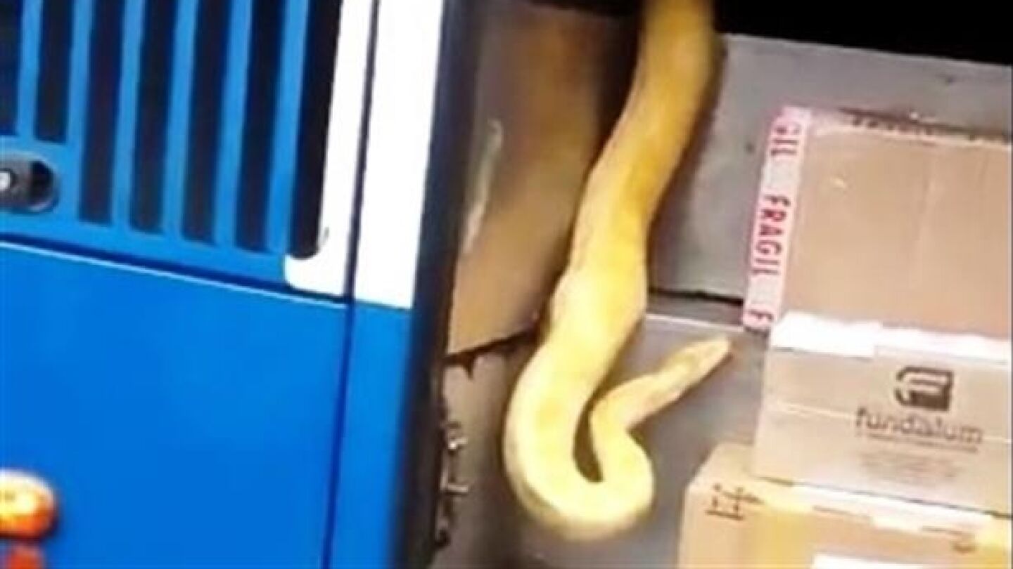 Serpiente pit&oacute;n en el interior de un autob&uacute;s