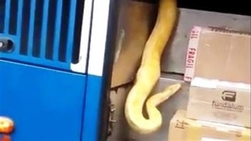 Serpiente pitón en el interior de un autobús