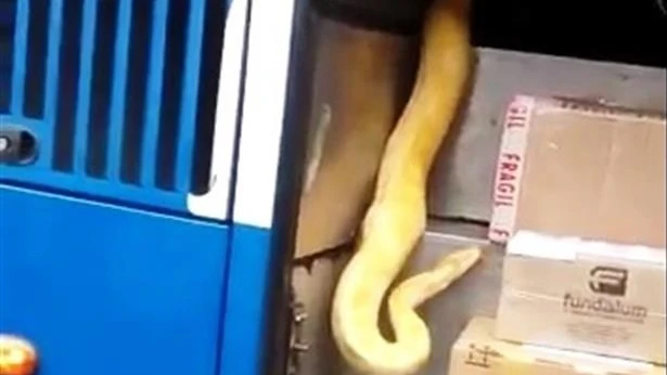 Serpiente pitón en el interior de un autobús