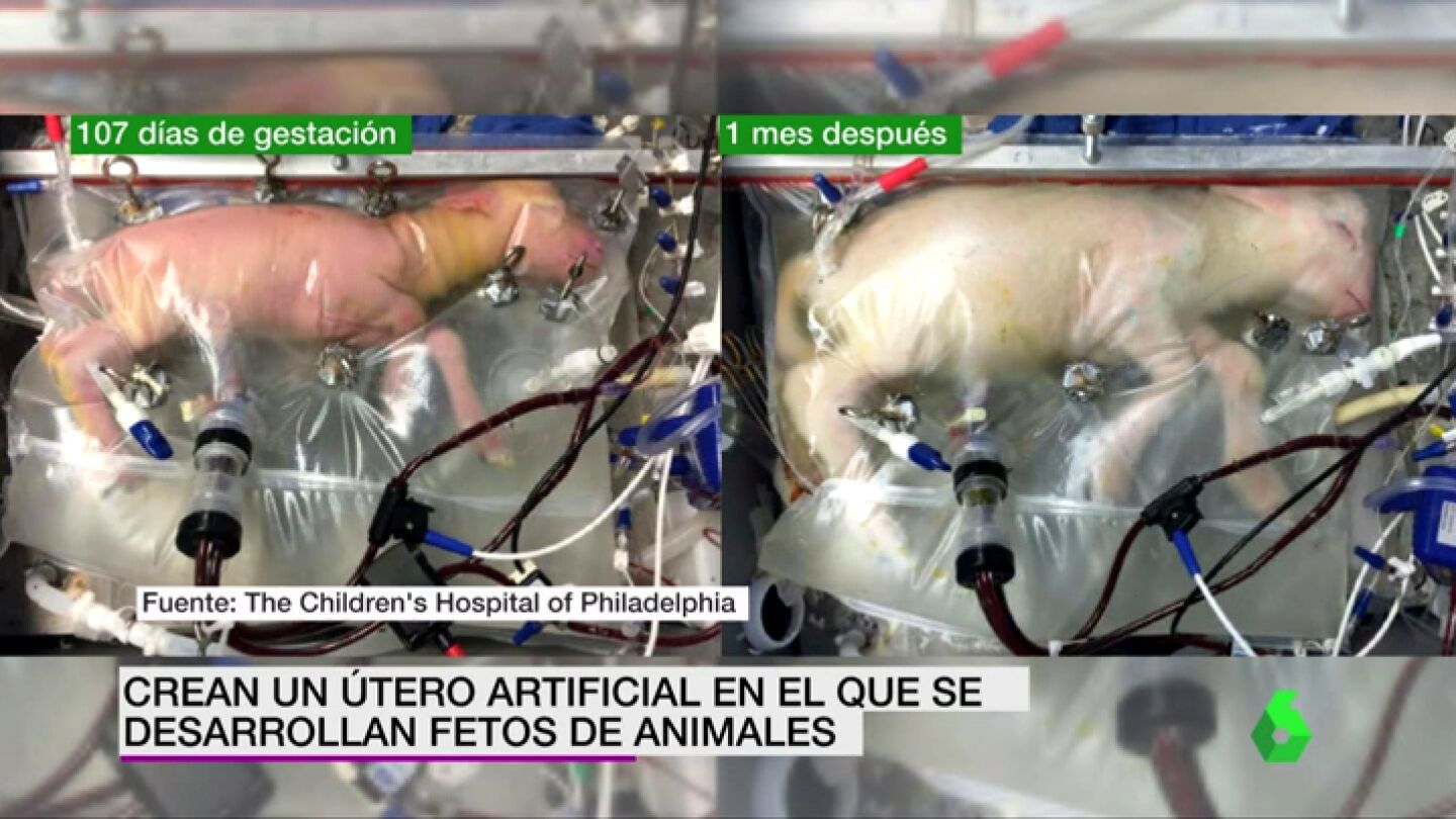 Frame 10.166624 de: Crean un &uacute;tero artificial capaz de mantener con vida a fetos animales extremadamente prematuros