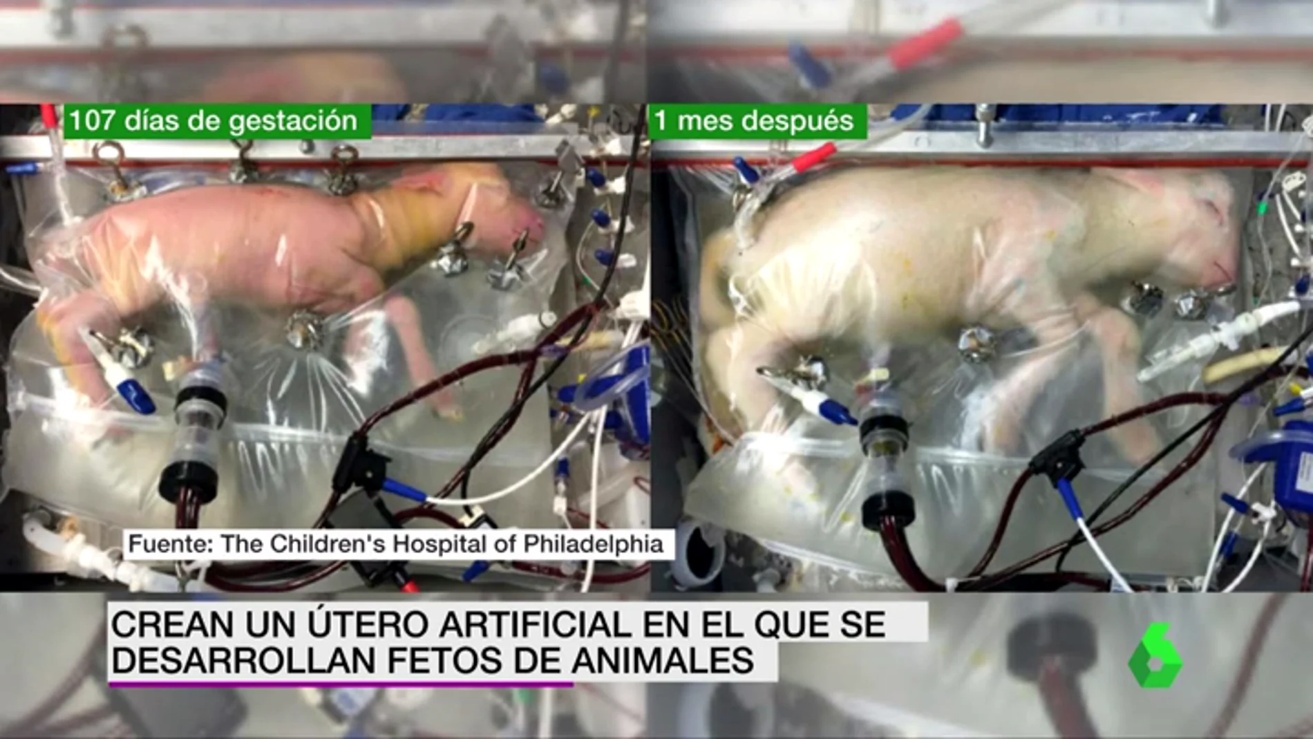 Frame 10.166624 de: Crean un útero artificial capaz de mantener con vida a fetos animales extremadamente prematuros