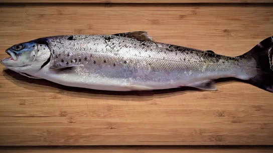 Pescado Pescado