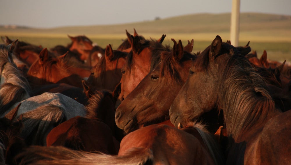 Varios caballos en una imagen de archivo
