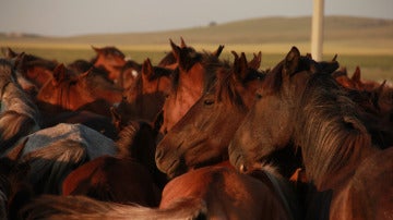 Varios caballos en una imagen de archivo