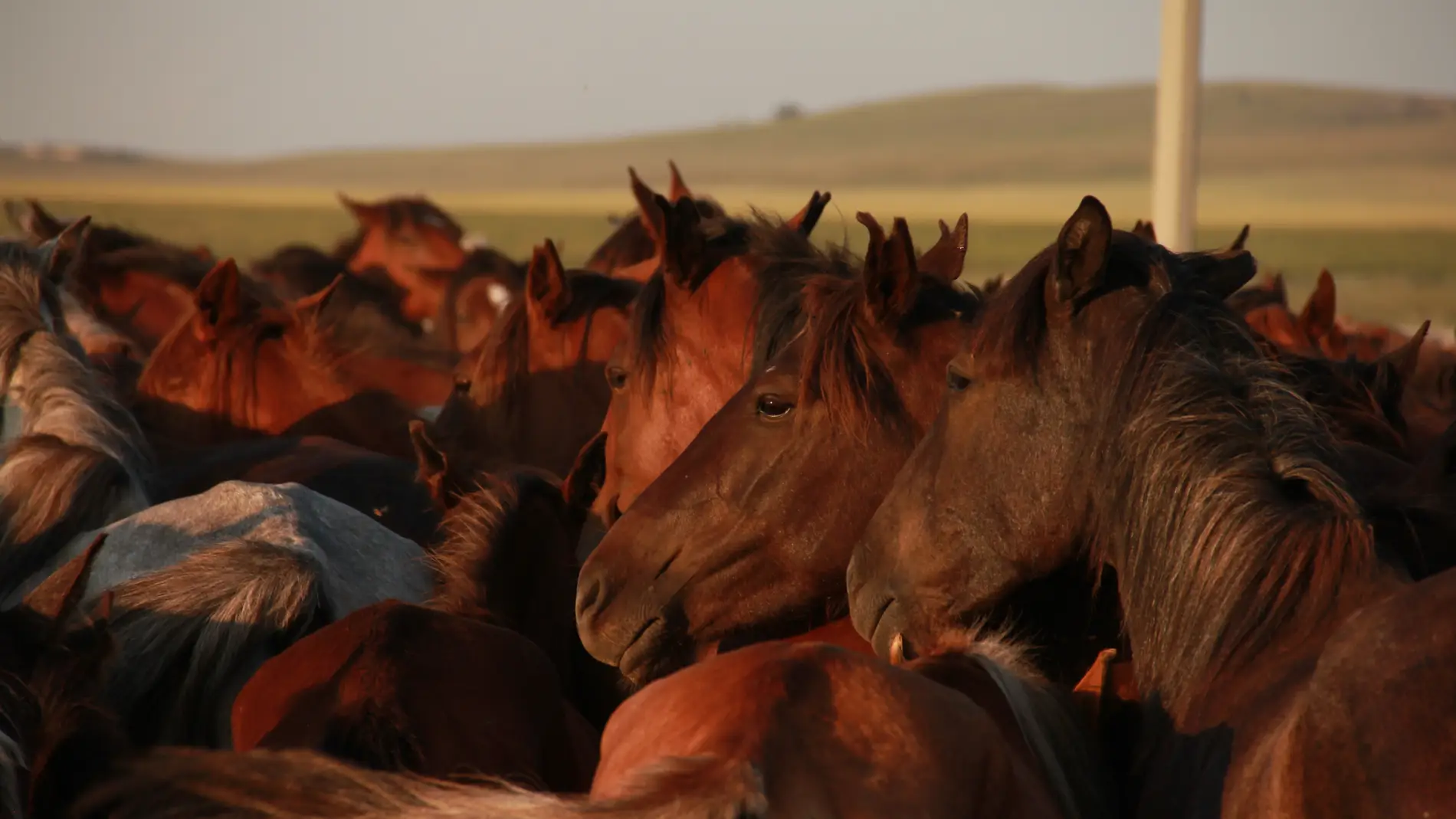 Varios caballos en una imagen de archivo