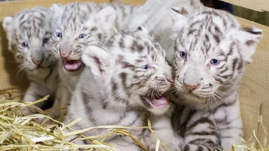 Los cuatro cachorros de tigre blanco Los cuatro cachorros de tigre blanco