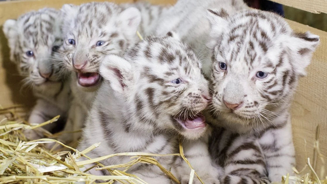 Los cuatro cachorros de tigre blanco