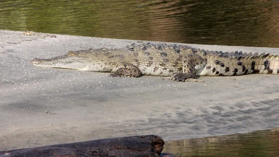 Imagen de archivo de un caimán aguja Imagen de archivo de un caimán aguja
