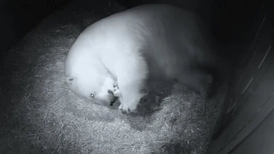 Nacimiento de osos polares Nacimiento de osos polares