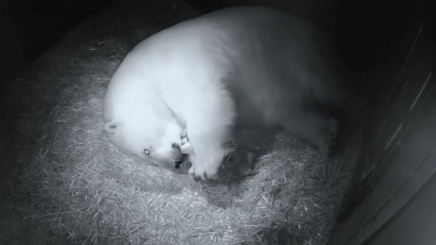 Nacimiento de osos polares Nacimiento de osos polares