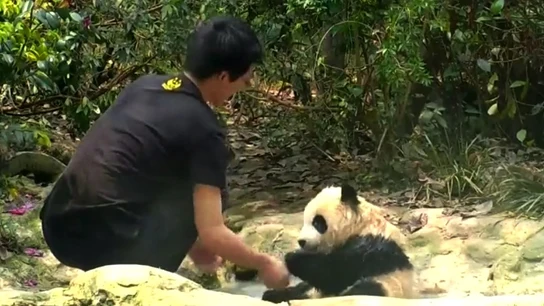 Oso panda Oso panda