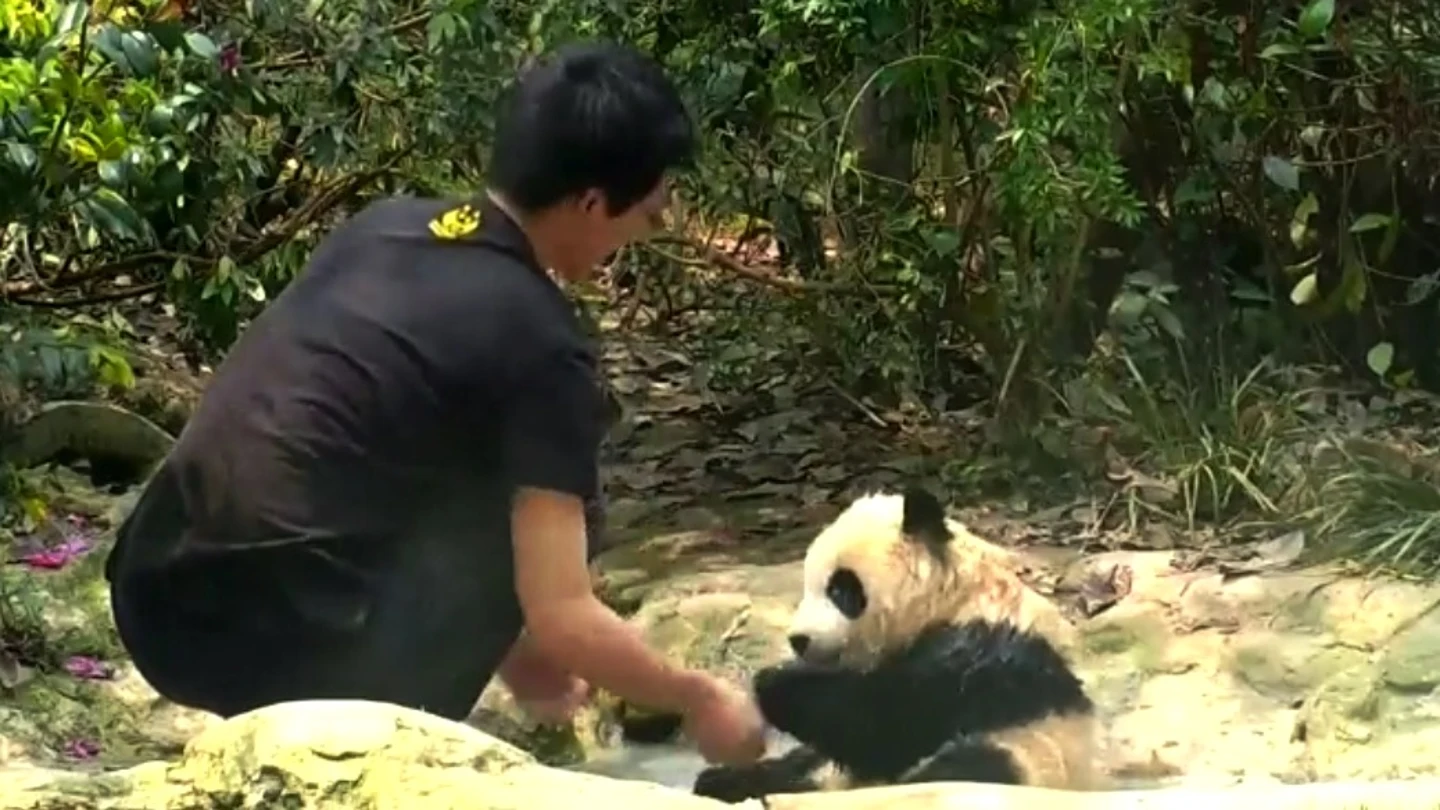 Oso panda Oso panda